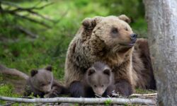 Brown bear with cub in forest