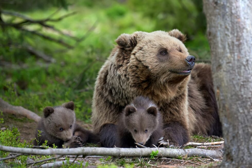 Brown bear with cub in forest