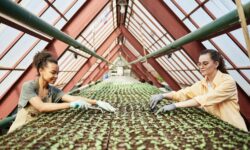 Two happy young farmers or greenhouse workers loosening and replanting seedlings