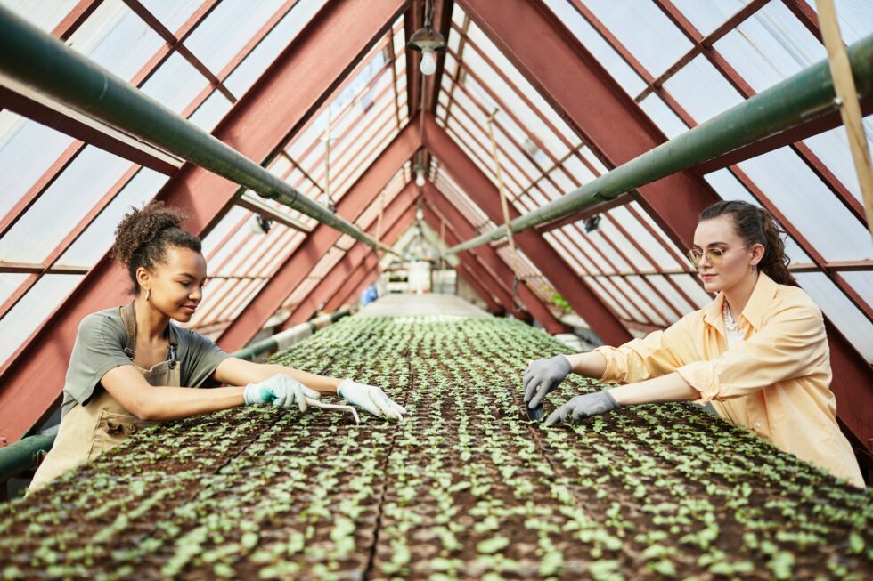 Two happy young farmers or greenhouse workers loosening and replanting seedlings